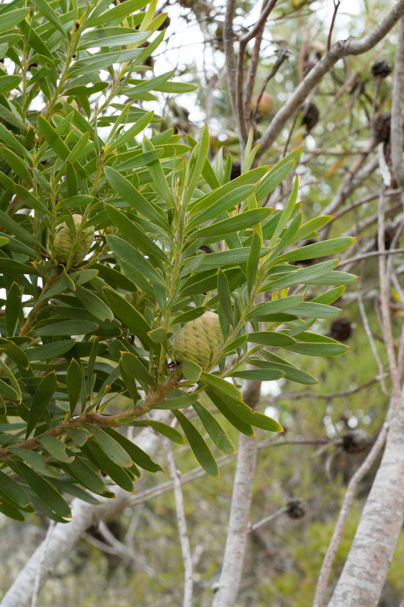 صورة Leucadendron coniferum (Thunb.) Meissn.