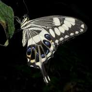 Sivun Papilio ophidicephalus Oberthür 1878 kuva