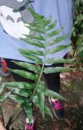 Image of Asplenium wrightii Eaton ex Hook.