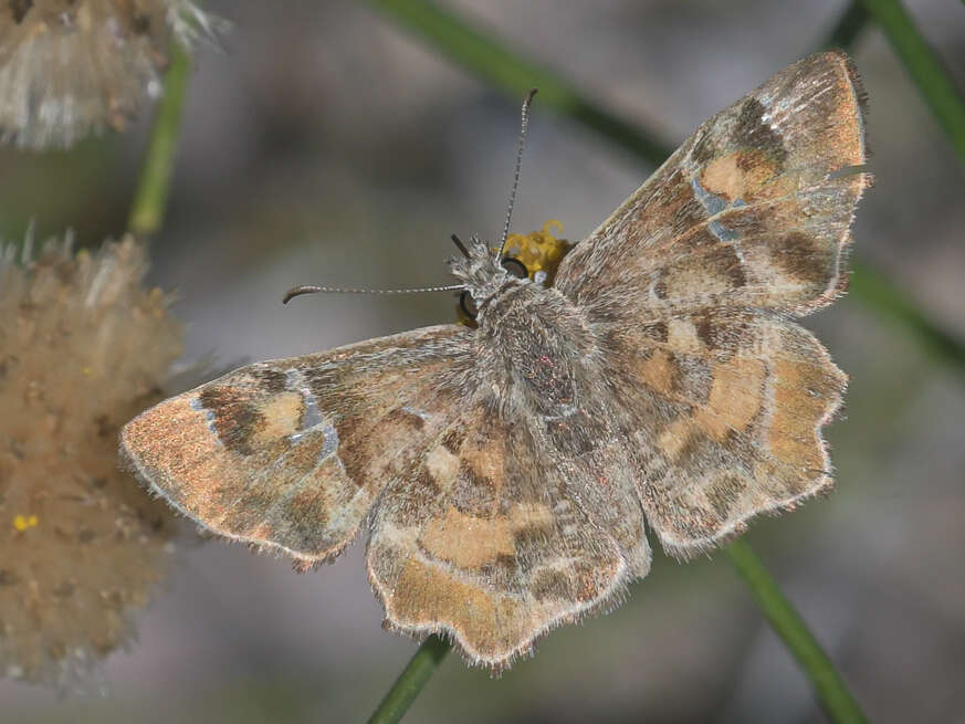 Image of Arizona Powdered-Skipper