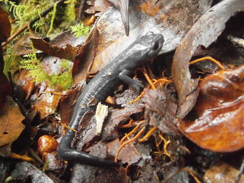 Bolitoglossa franklini (Schmidt 1936) resmi