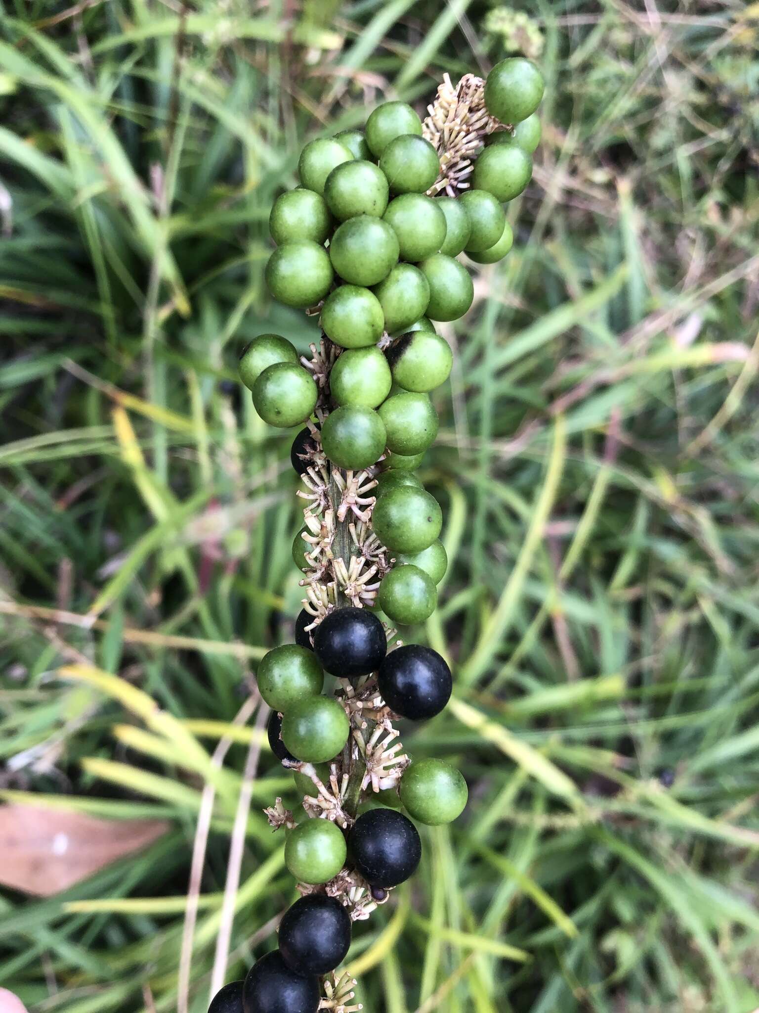 Image of creeping liriope