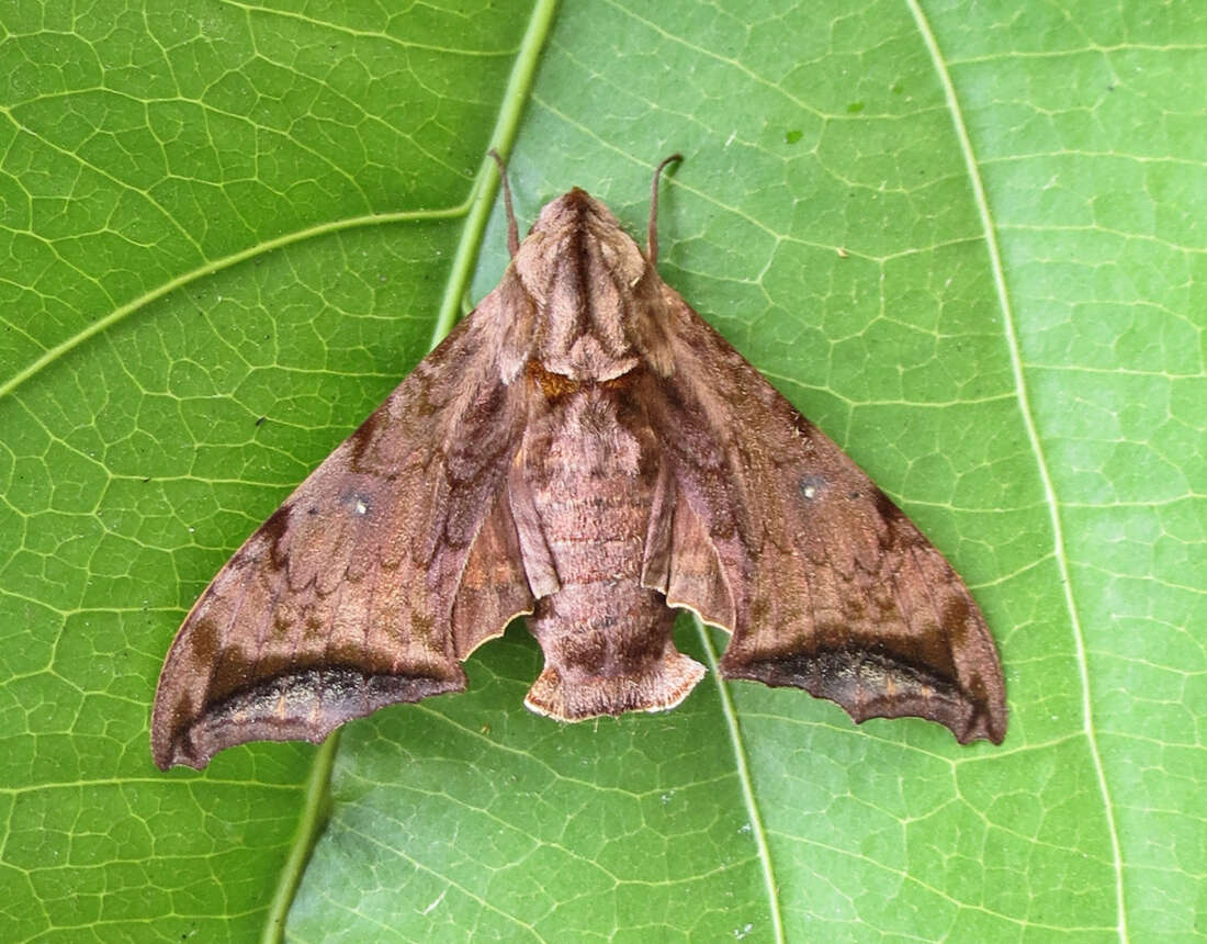 Image of Nyceryx stuarti (Rothschild 1894)