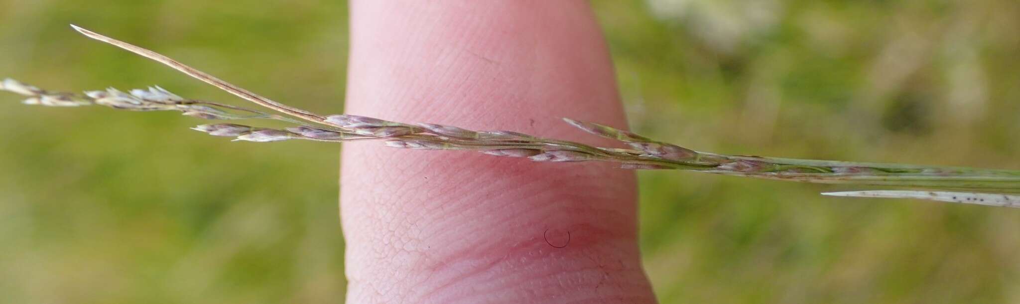 Image of Deschampsia chapmanii Petrie