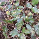 Image of Quercus devia Goldman