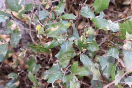 Image of Quercus devia Goldman