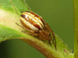 Image of Araneus pratensis (Emerton 1884)