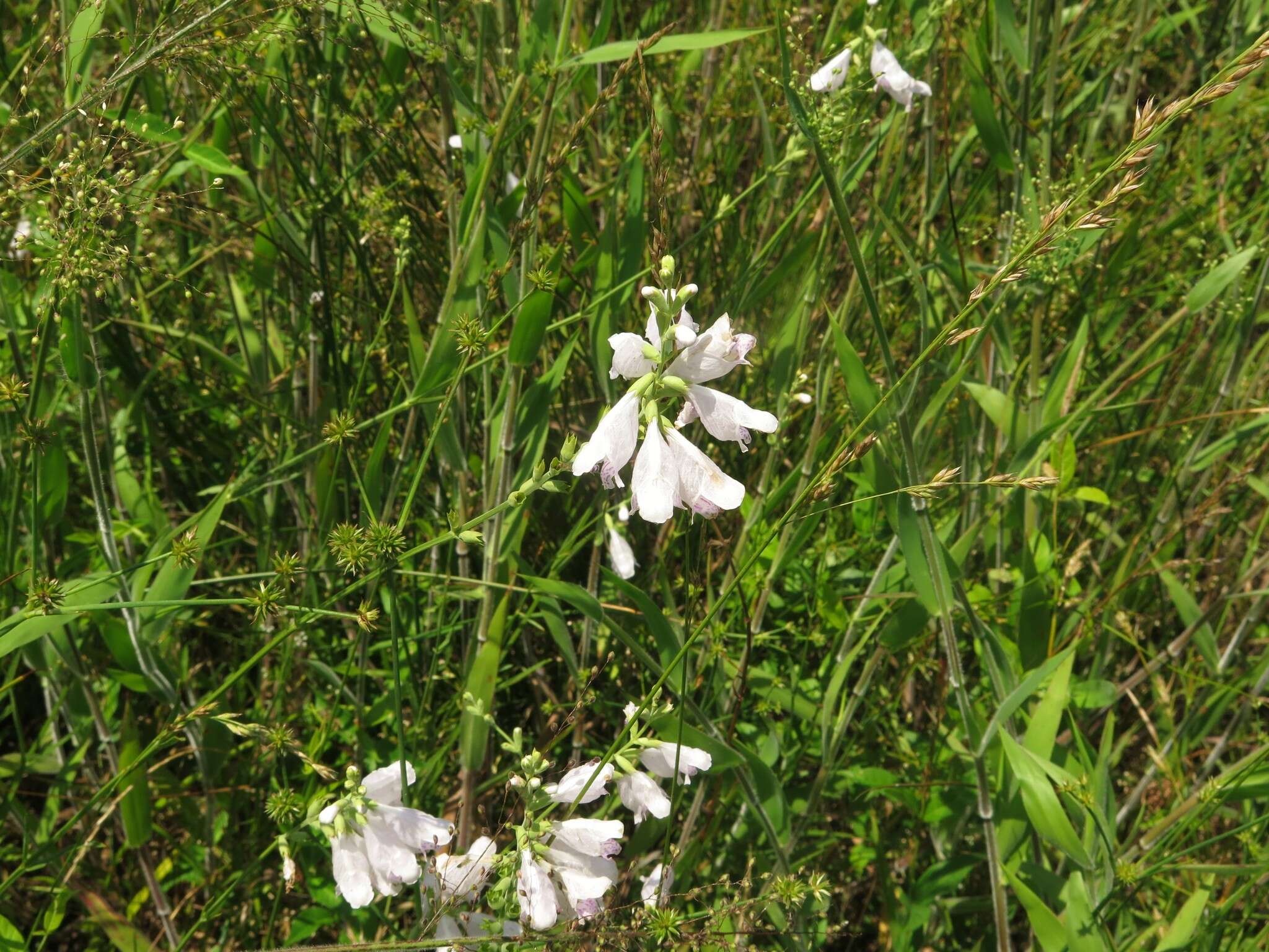 Image of Slender False Dragonhead