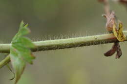 Image of fragrant agrimony