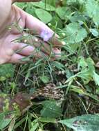 Image of slenderleaf false foxglove