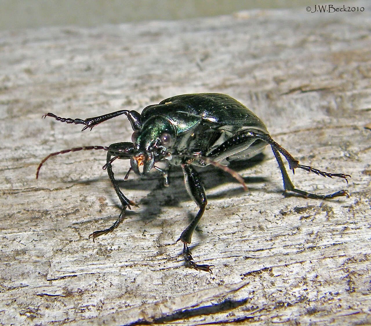 Calosoma (Castrida) sayi Dejean 1826的圖片