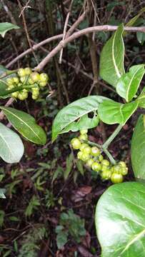 Image of Psychotria parkeri Baker