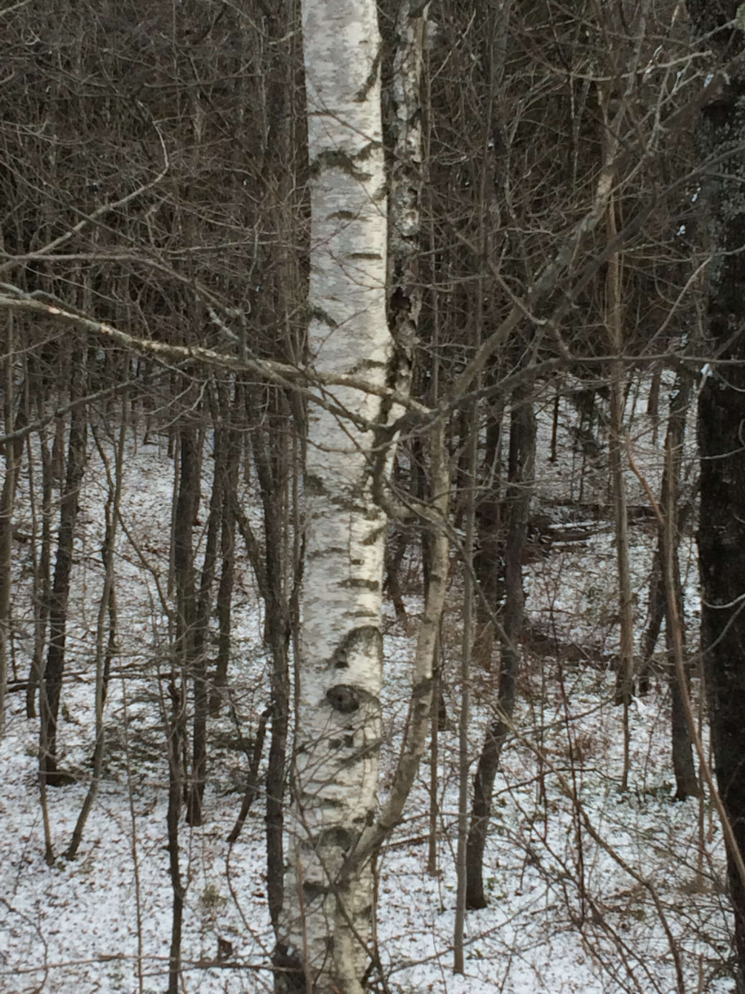 Image of Fire birch