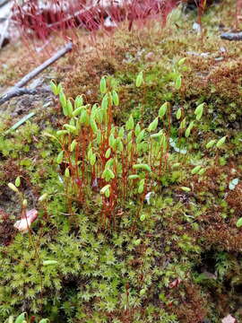 Image of pohlia moss