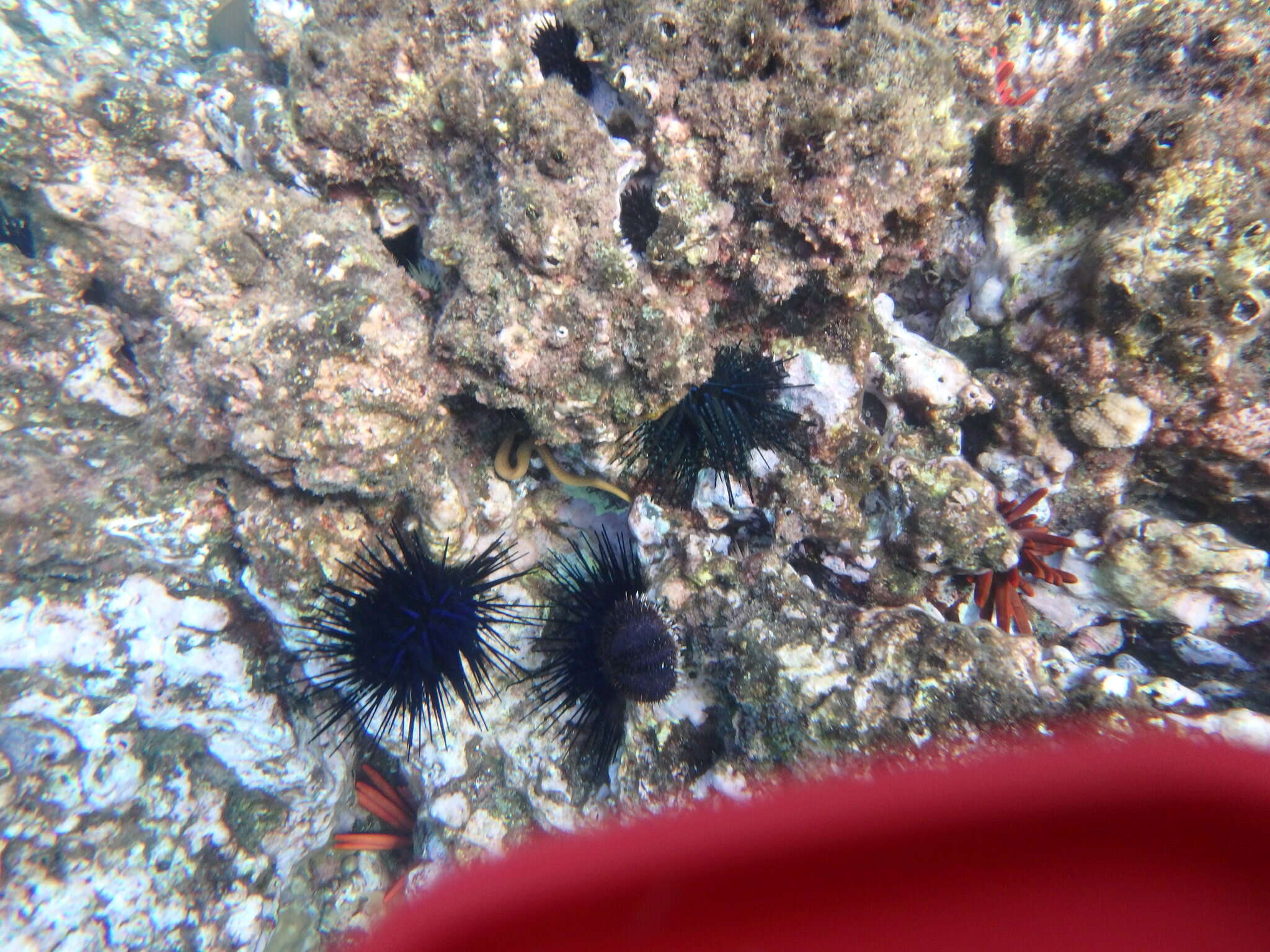 Image of Diadema urchin