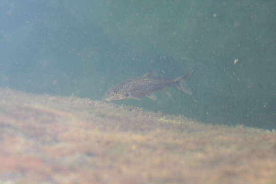 Image of Italian Barbel