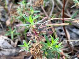 Imagem de Epilobium gunnianum Hausskn.