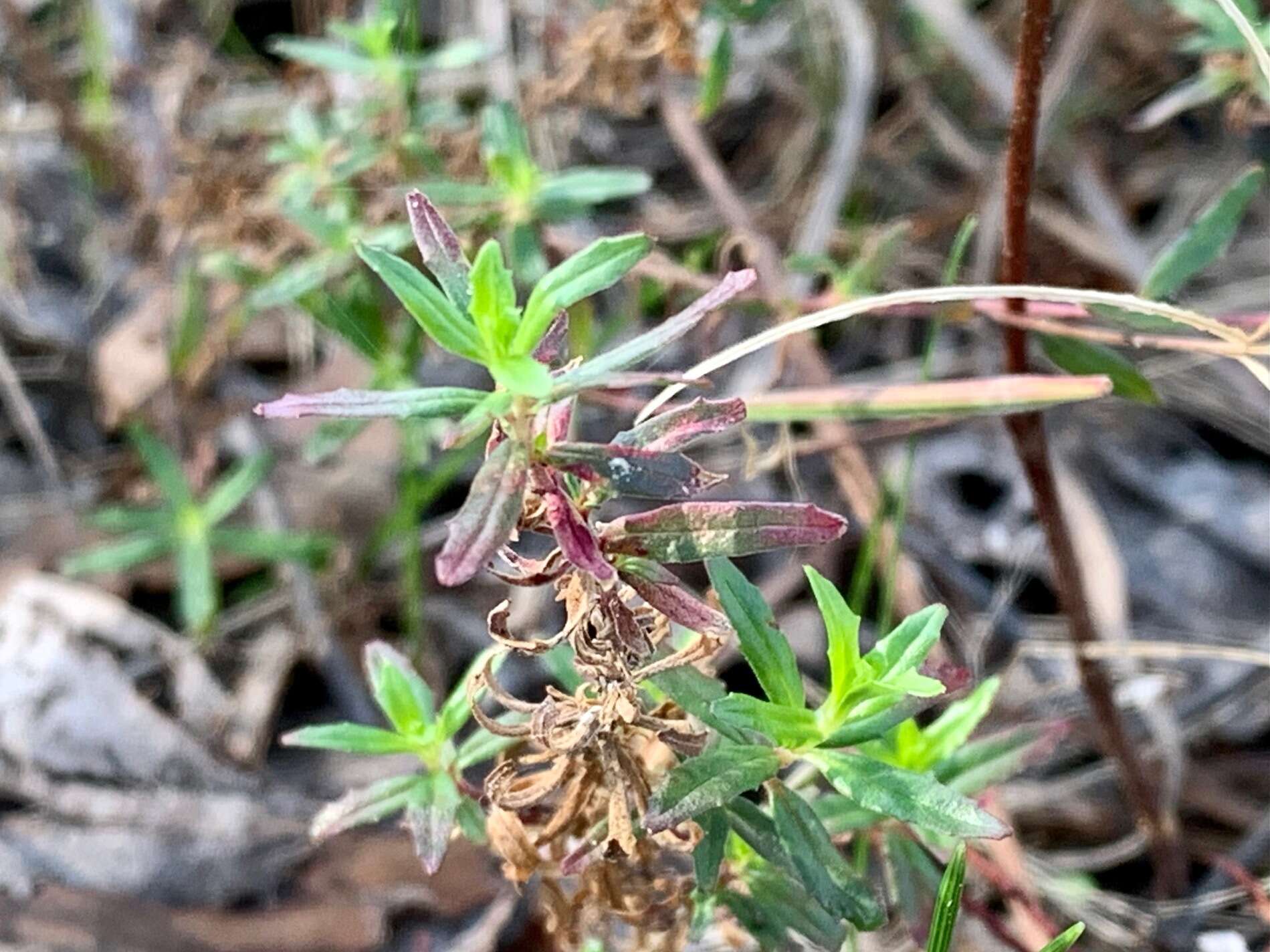 Imagem de Epilobium gunnianum Hausskn.