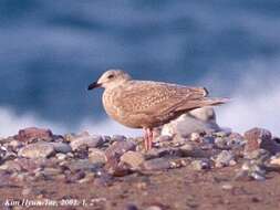 Image of Glaucous-winged Gull