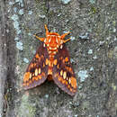 Image of Citheronia equatorialis Bouvier 1927