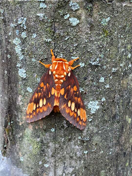 Image of Citheronia equatorialis Bouvier 1927