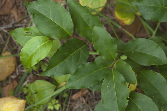 Imagem de Elaeagnus multiflora Thunb.