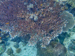 Sivun Acropora valenciennesi (Milne Edwards 1860) kuva