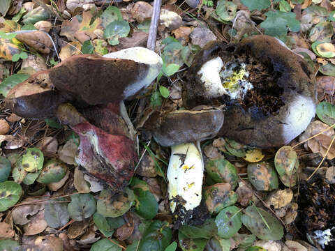 Image of Liver Bolete