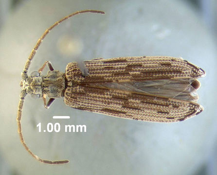 Image of <i>Tenomerga cinerea</i> (Say 1831)