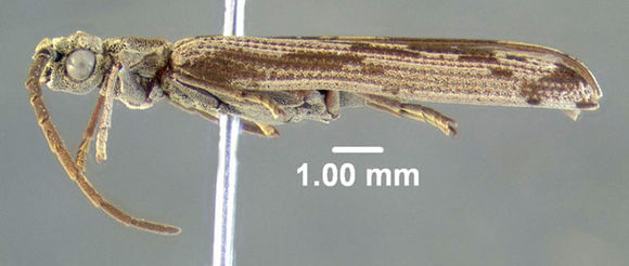 Image of <i>Tenomerga cinerea</i> (Say 1831)