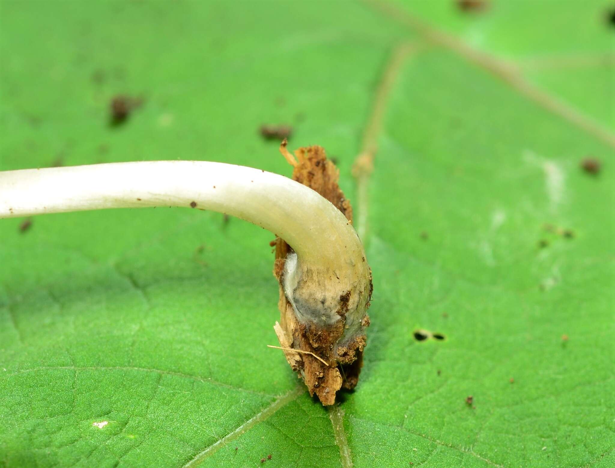 Image of Pluteus saupei Justo & Minnis 2011