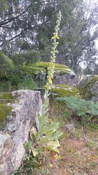 Imagem de Verbascum rotundifolium Ten.