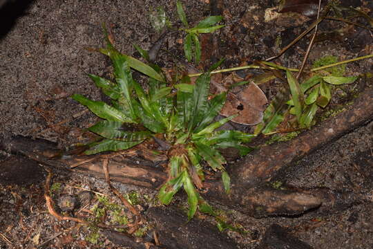 Megastachya mucronata (Poir.) P. Beauv. resmi