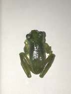 Image of Midas’ Glassfrog