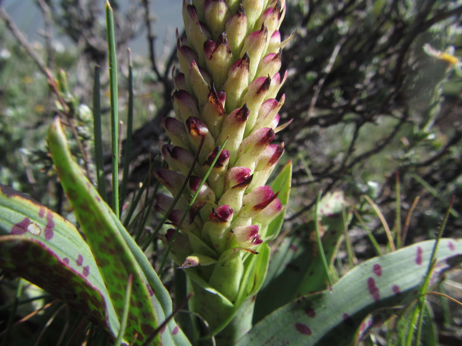 Image de Disa fragrans subsp. fragrans