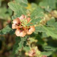 Imagem de Sphaeralcea bonariensis (Cav.) Griseb.