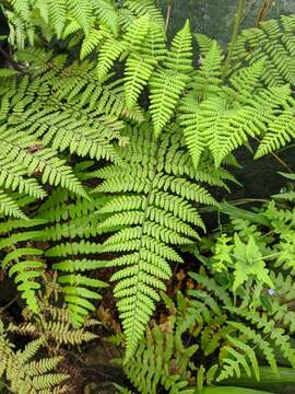 Image de Hypolepis tenuifolia (Forst.) Bernh.