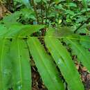 Image of Half-Net Fern