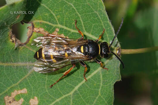 Image of Argogorytes Ashmead 1899