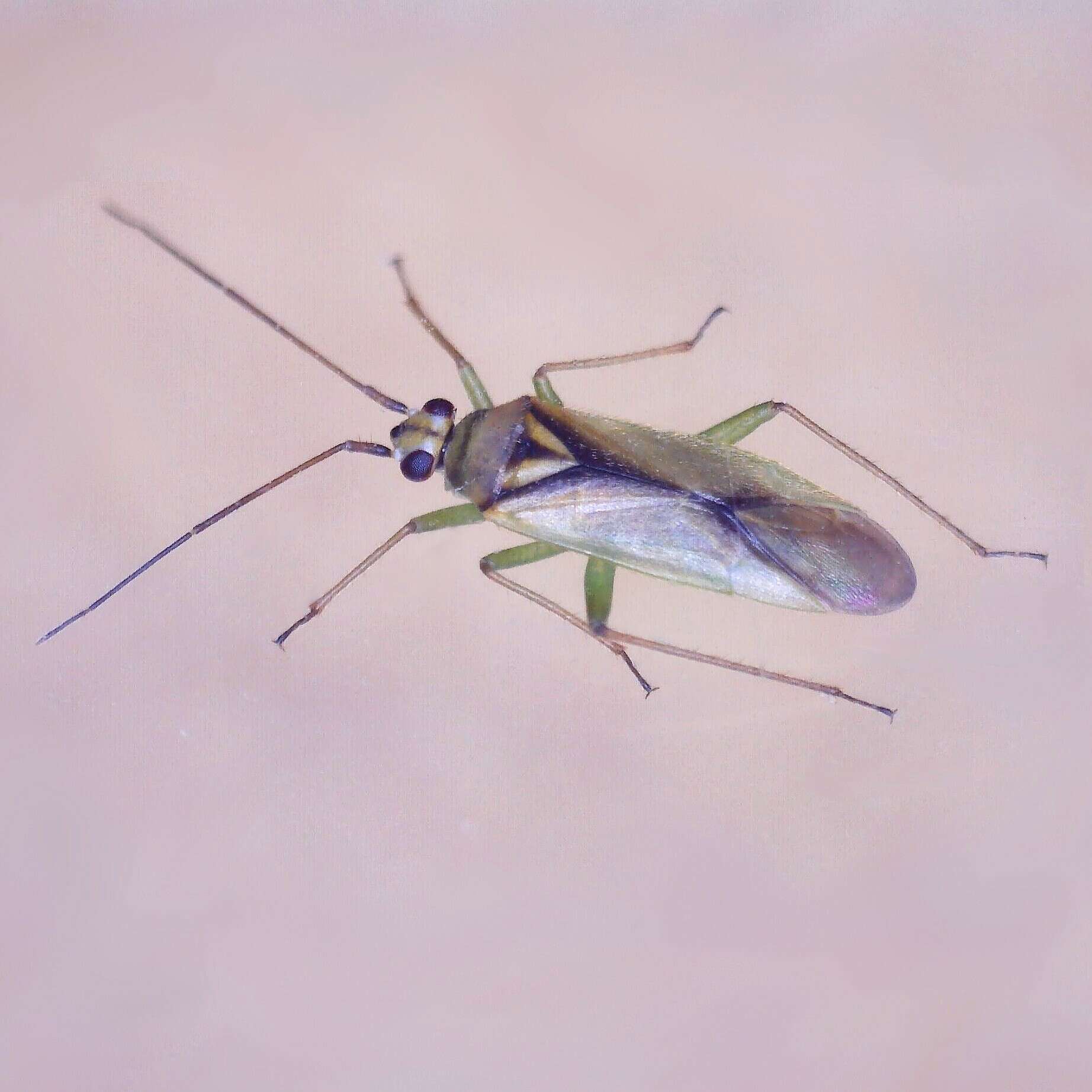 Image of Orthotylus bilineatus (Fallen 1807)