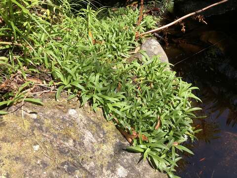 Слика од Disa tripetaloides (L. fil.) N. E. Br.