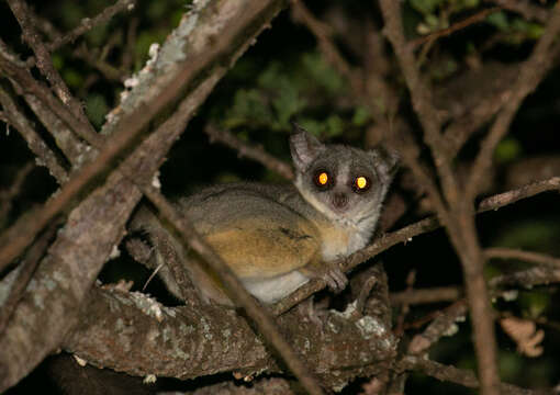 Image of Galago senegalensis braccatus Elliot 1907