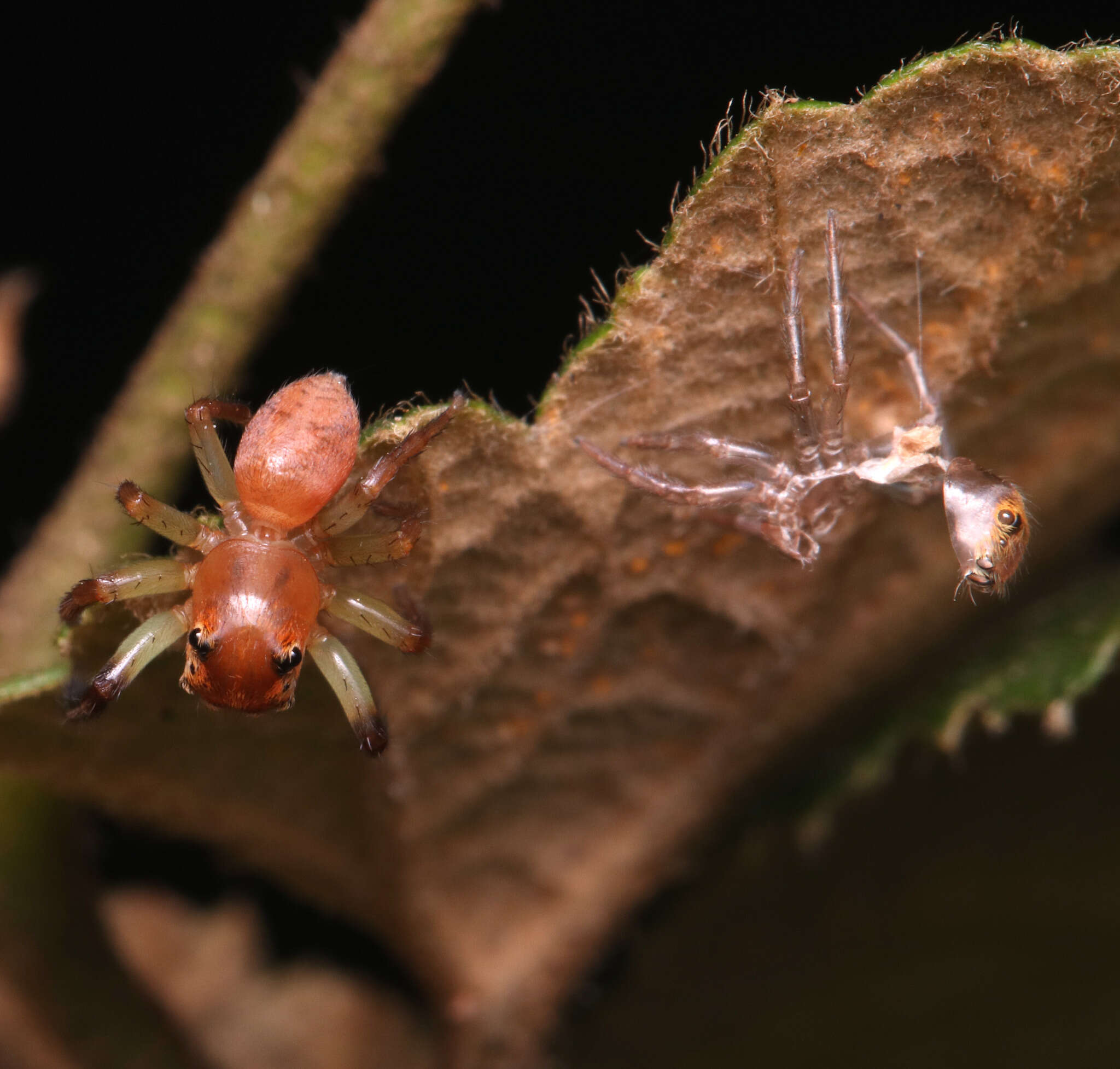 Prostheclina pallida Keyserling 1882 resmi