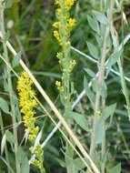 Sivun Solidago velutina DC. kuva