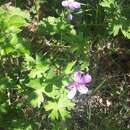 Plancia ëd Geranium asphodeloides Burm. fil.