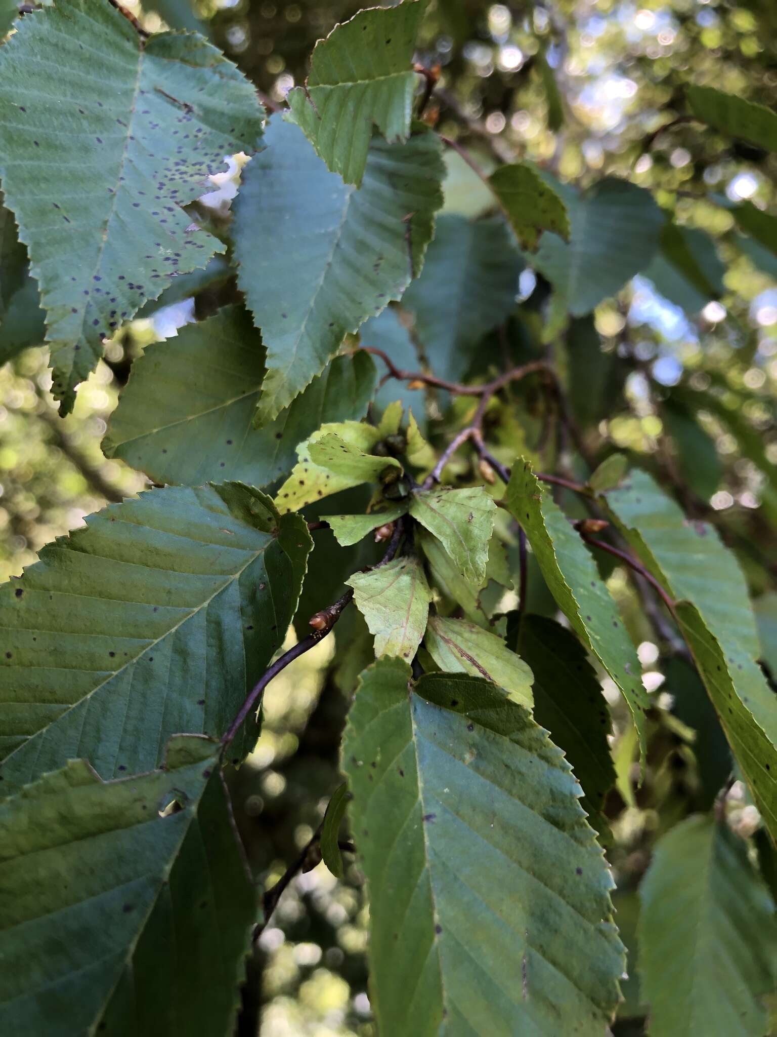 Image of Carpinus kawakamii Hayata