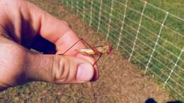 Image of Handsome Meadow Katydid