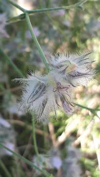 Imagem de Convolvulus virgatus Boiss.