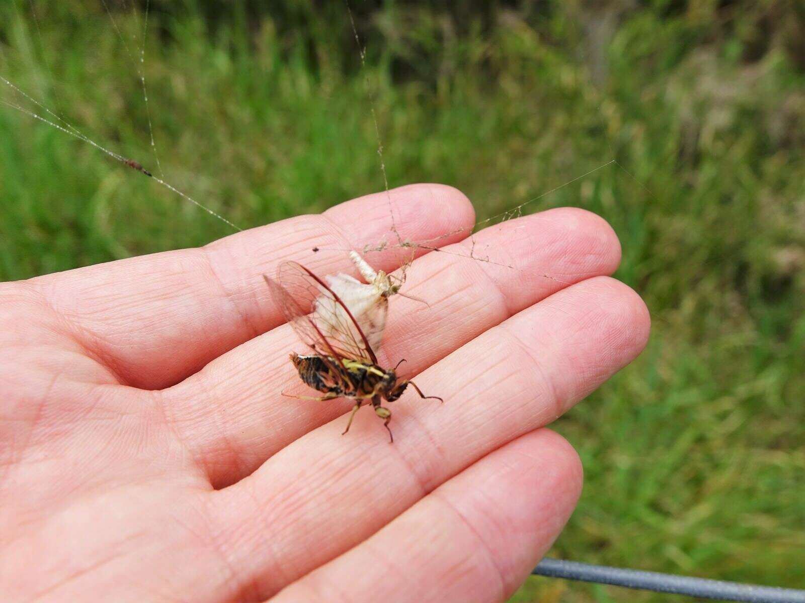 Image of variable cicada