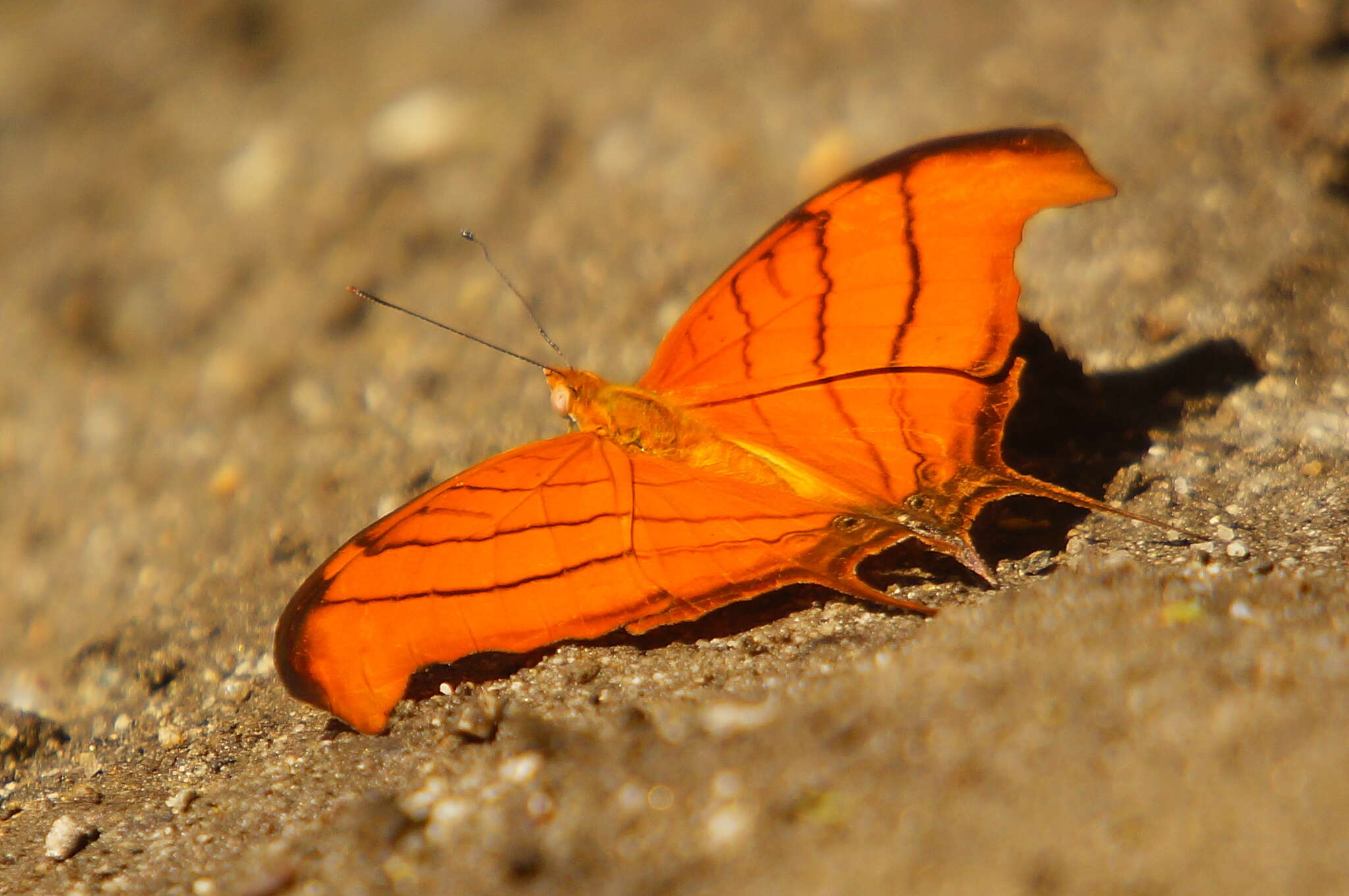 Image of Ruddy Daggerwing